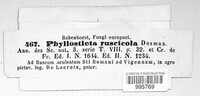 Phyllosticta ruscicola image